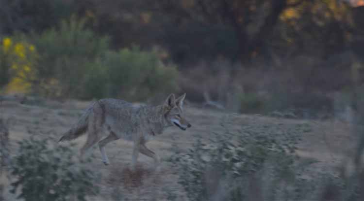 coyote